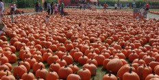 Pumpkin Farm
