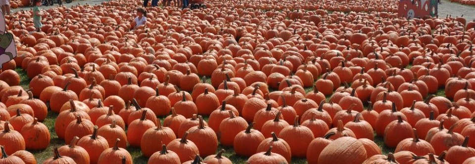 Pumpkin Farm