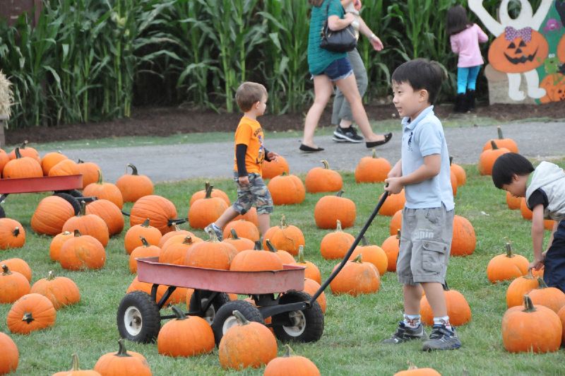 Pumpkin Farm