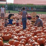 Pumpkin Patch